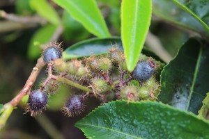Cameron Highlands-025